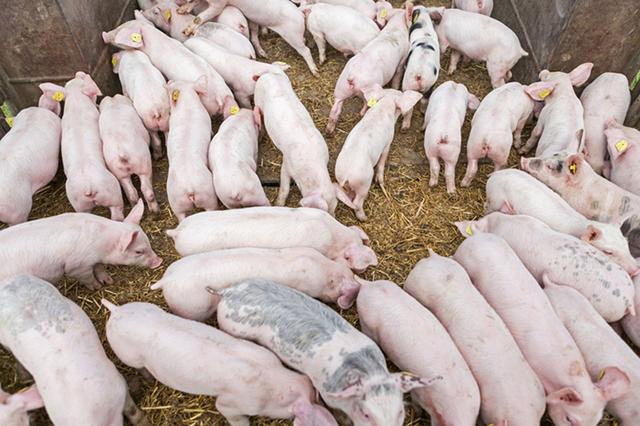猪病爆发造成的经济损失有多大？养猪业中不同疾病控制策略的经济影响