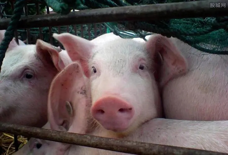 猪价下跌触发二级预警，猪价到底了吗？会启动猪肉收储？