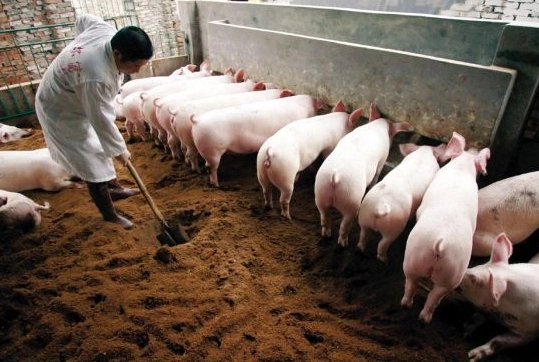 养殖业仍处深度亏损中，2023年活猪价格何时可以回暖？