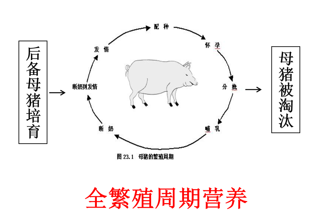 全繁殖周期营养