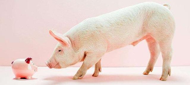 养猪亏损怎么办？怎么看2023年上半年和全年猪价？