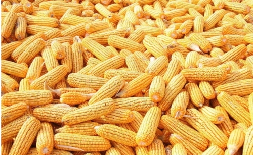 2022年新玉米质量哪个省份的好？