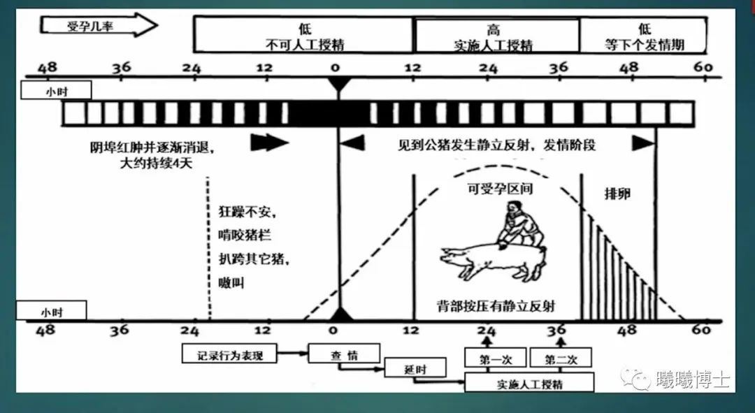 单次授精