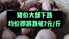 2月1日生猪价格：节后供强需弱，猪价再次触底，何时迎来反弹？