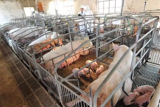 这样建设母猪舍，可以减少发病、流产的风险，给猪场增加经济效益！