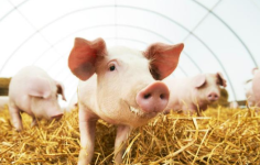 猪价预警！生猪价格止跌上涨，市场潜藏下跌风险！