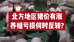 2月2日生猪价格：屠企提价收猪，多地猪价上涨，何时能扭亏为盈？