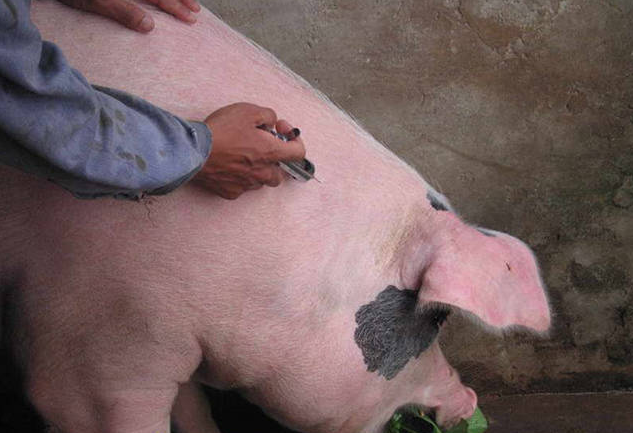 怎样给猪打针能让猪在注射过程中老实一点？学学这些给猪打针的技巧吧！
