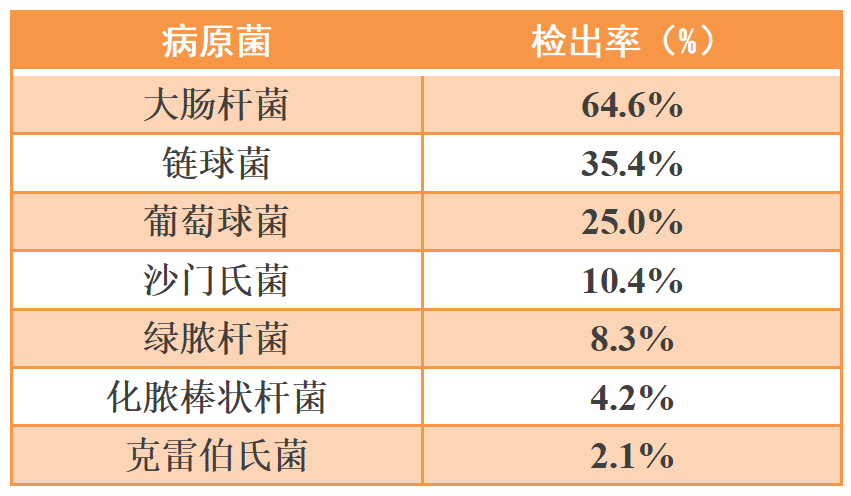 母猪子宫内膜炎病原菌的分布情况