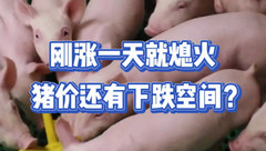 2月3日生猪价格：预警！猪价上涨一日游，2-3月猪价或创低点？