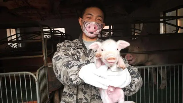 不懂市场的养猪户不是好兽医！他用短视频、直播帮中小养猪户学技术