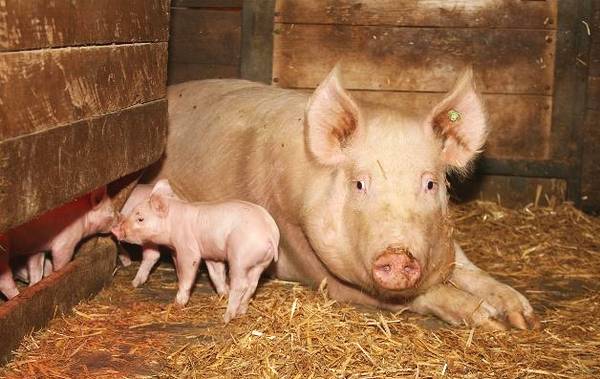 为了母猪健康分娩，需要采取将激素考虑在内的全面的营养策略