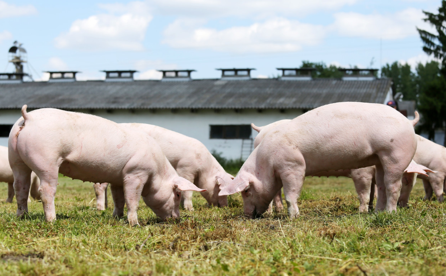 建议收藏学习！猪只不同生长阶段的呼吸道疾病防控方案