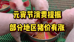 2月5日生猪价格：节日消费提振部分地区有涨，猪价涨势是否能够延续？