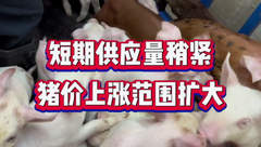 2月6日生猪价格：利好！集团场出栏缩量，猪价上涨范围进一步扩大！