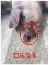 病猪情况展示二