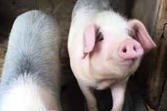 速看！一种更为科学、高效的抵御蓝耳风暴的免疫方案！