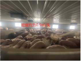 部分栏内猪只密度