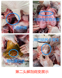 病猪解剖情况