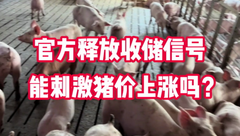 2月7日生猪价格：全国“一片红”！官方发布收储信号，猪价会大涨吗？