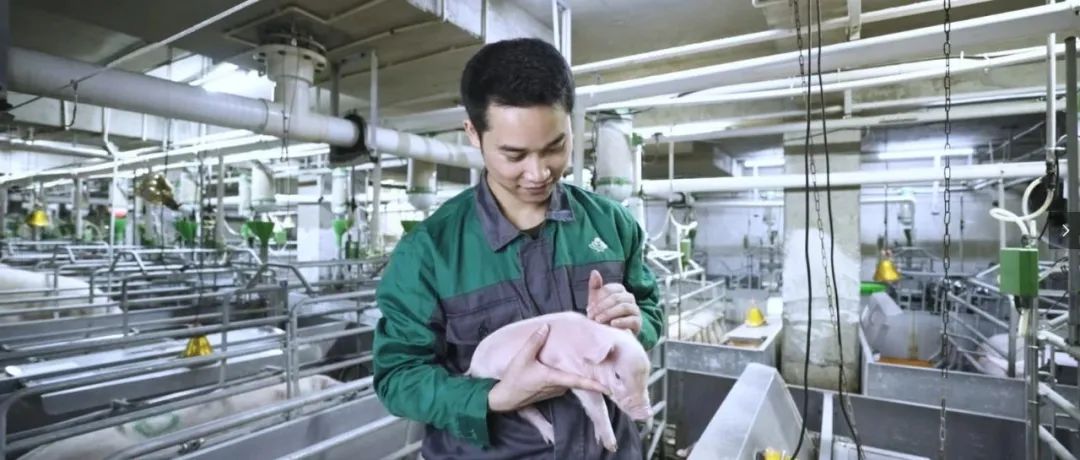 养猪