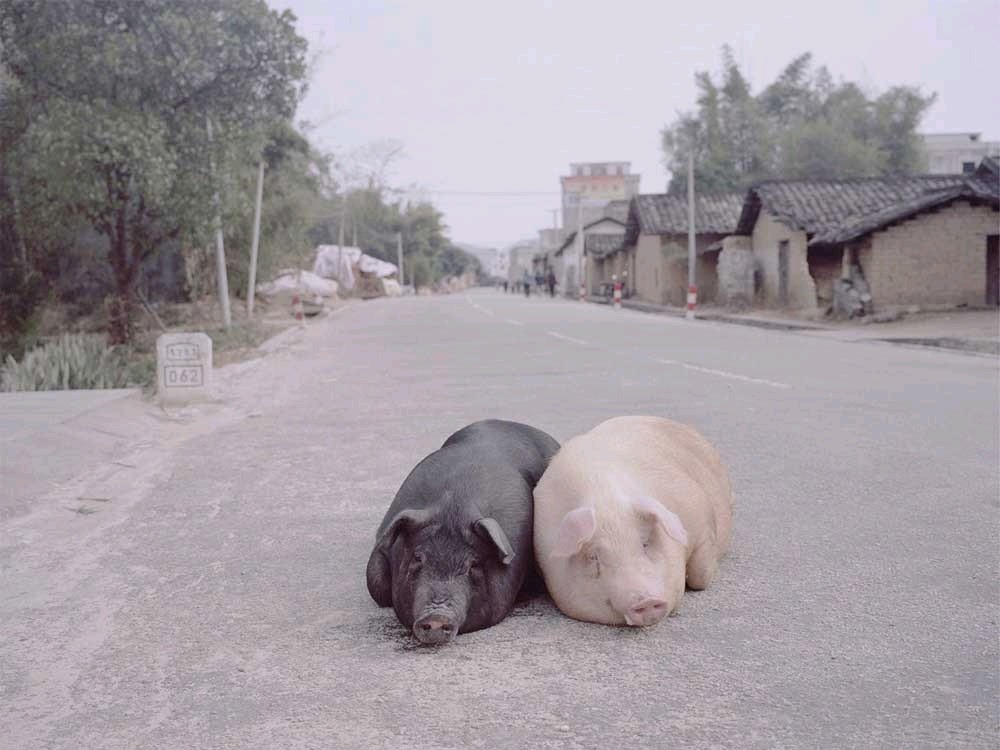 2023年02月07日全国各省市内三元生猪价格，猪肉收储利好支撑，猪价看涨情绪转浓？