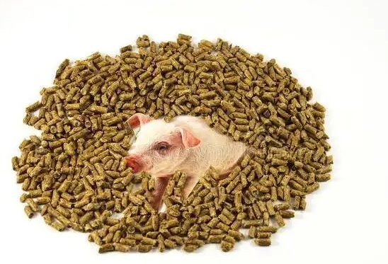 值得推广！发酵饲料能够改善仔猪的肠道健康，提高仔猪生长性能