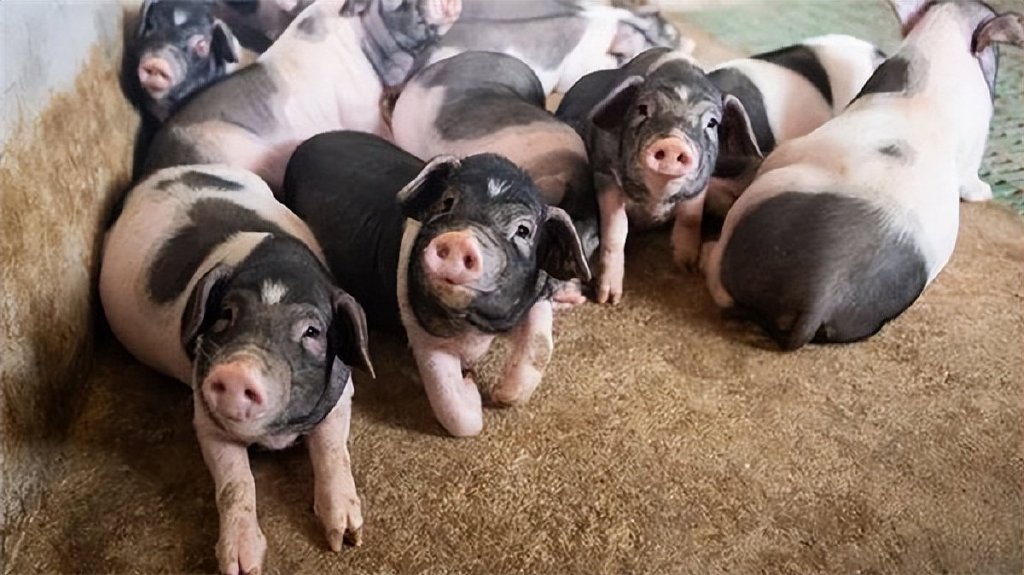 2月8日猪价喜迎连涨，但养殖端有被迫出栏现象，警惕猪价“跌势反扑”！