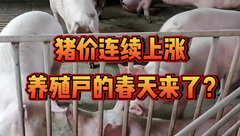 2月8日生猪价格：连涨！局地逼近”8元”，涨势是否能够持续？