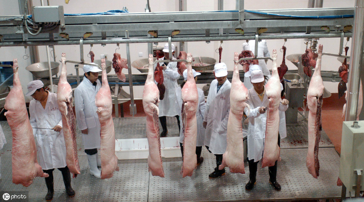 2023年02月08日全国各省市白条猪肉批发均价报价表，涨跌小幅浮动，猪肉价格保持10元左右