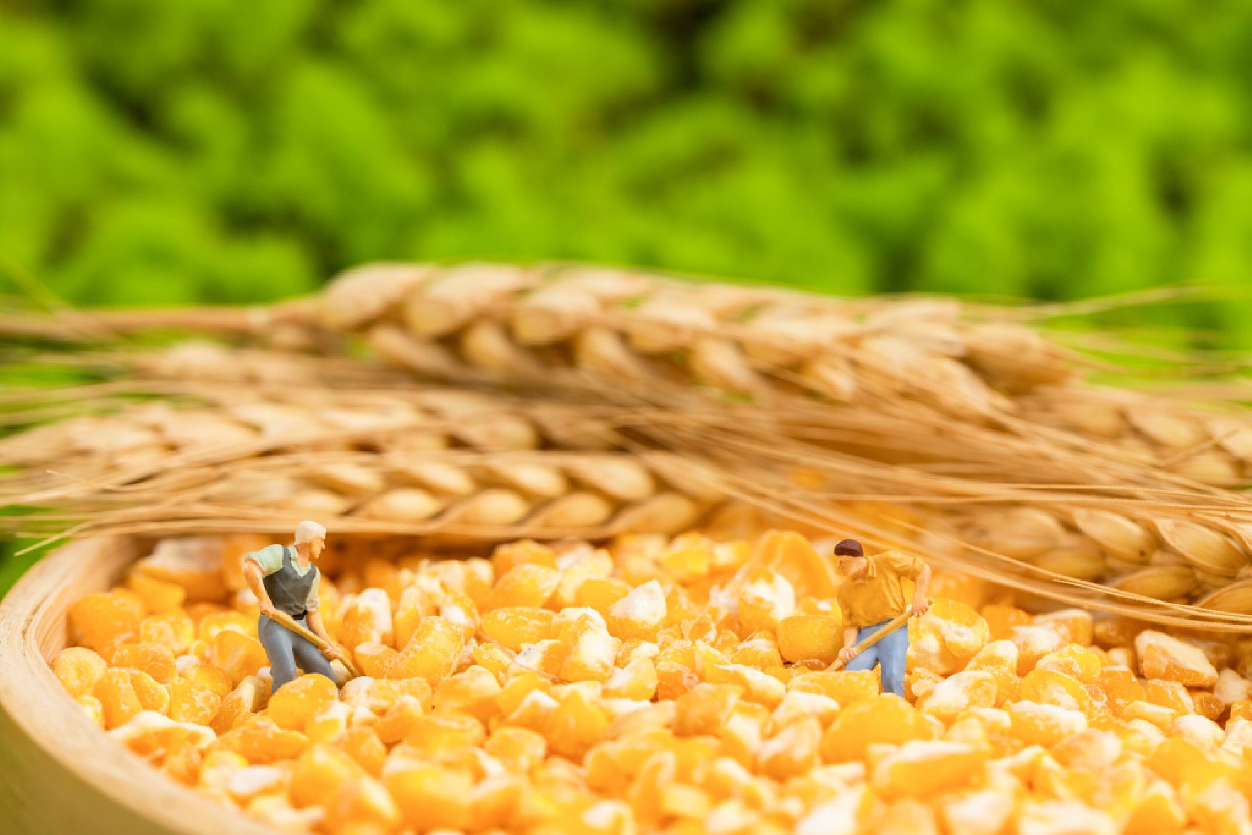 玉米、小麦