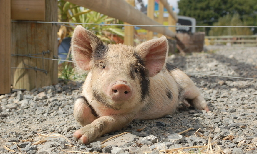 猪群的中毒是由哪些因素造成的？长期毒素积累对猪群的十大危害