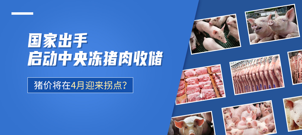 国家出手启动中央冻猪肉收储，猪价将在4月迎来拐点？