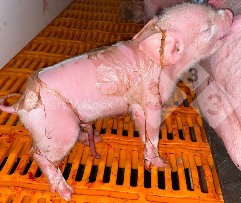 出生时带有一些羊膜的小猪