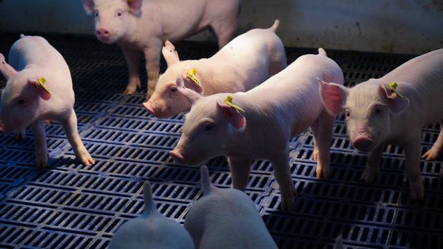 春天养猪会发生各种猪病？如何预防？
