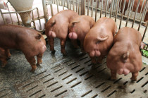 养殖种猪的猪场规划布局，这里介绍很全面！