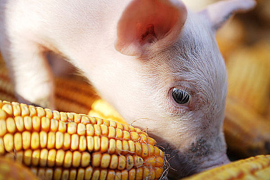 猪价冲高下跌，小麦、玉米市场分化，发生了啥？