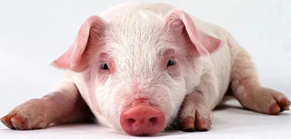 养猪知识：猪腹泻的原因及防控措施