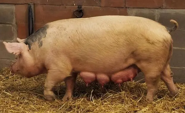 猪场怀孕母猪可以驱虫吗？会造成母猪流产吗？