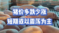 2月10日生猪价格：大部下跌局地小涨，猪价持续窄幅调整何时迎来转机？
