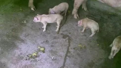如何区分猪细菌性腹泻和病毒性腹泻？这个小妙招你一定用得上