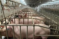 养户好评如潮！“猪精”“母猪”资源好，客户销量飞涨了！