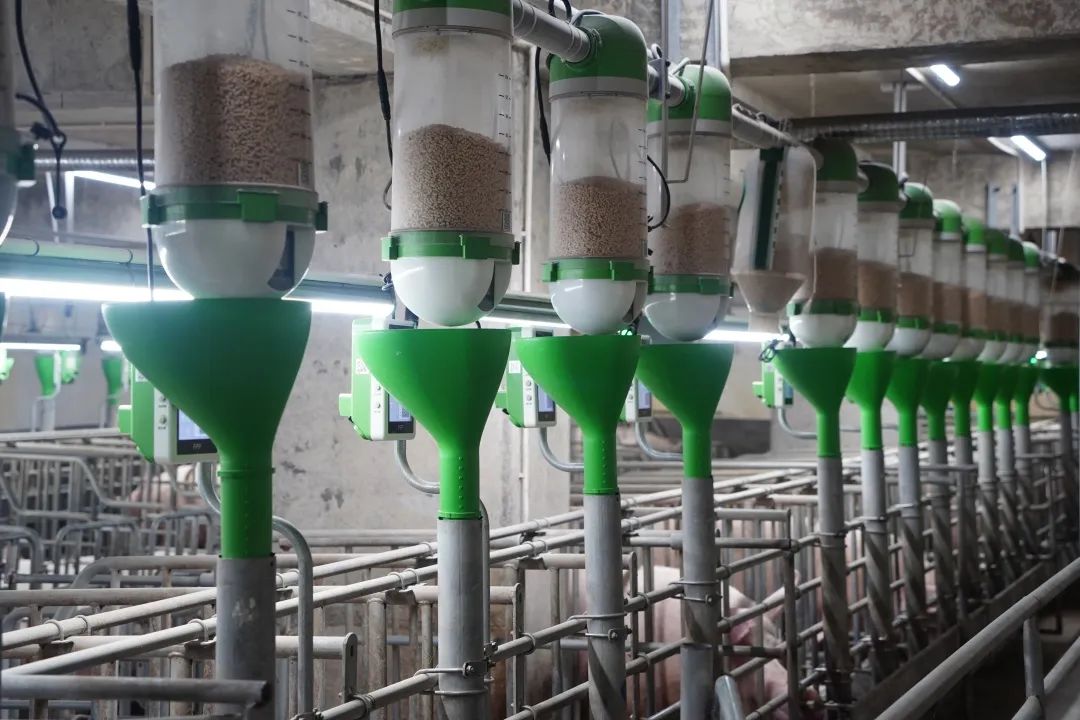 扬翔猪场内部上线应用的精喂仪