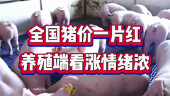 2月12日生猪价格：多地上涨，养殖端扛价惜售，猪价还能涨？