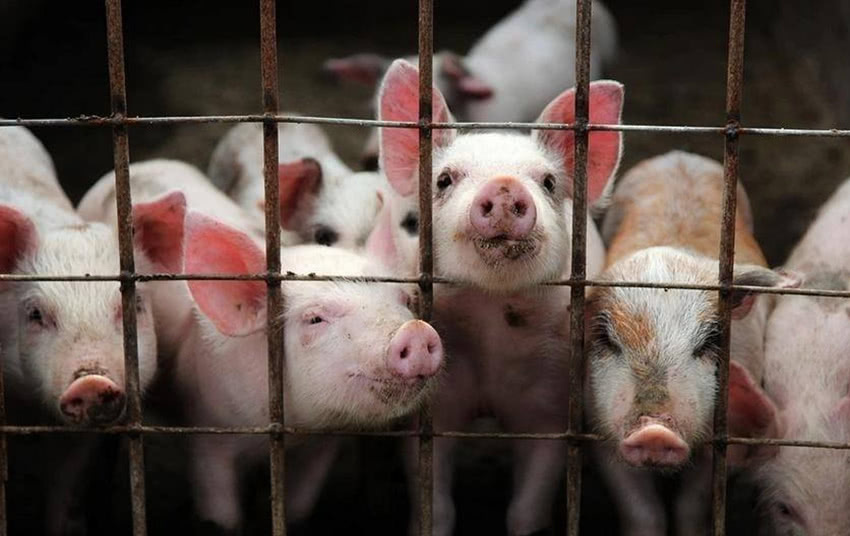 猪肉供应有保障，2022年济南市生猪出栏209.60万头