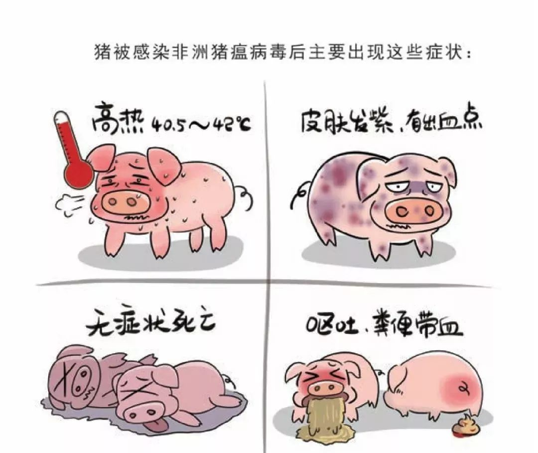 非洲猪瘟