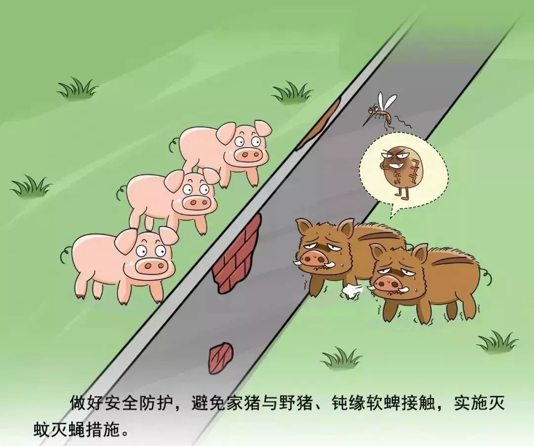 非瘟防控
