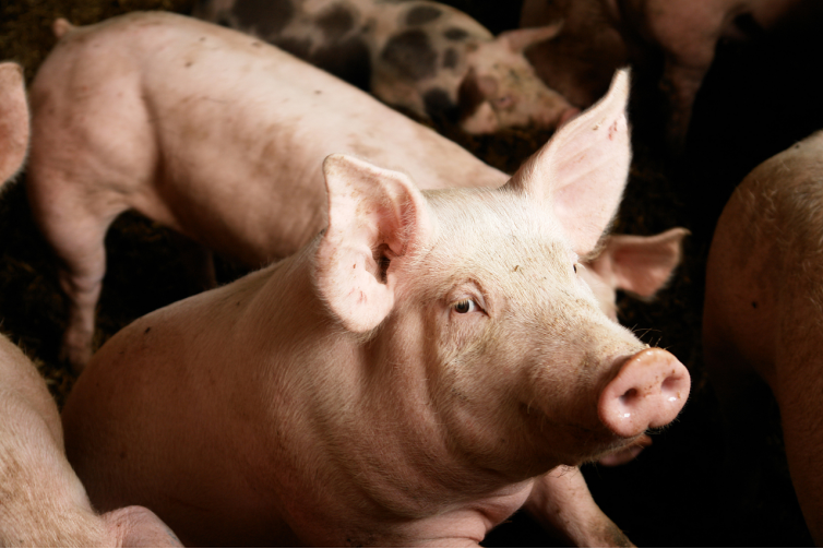 2023年猪肉消费有望恢复，或驱动中期猪价维持强势！
