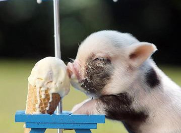 饲料中添加甜味剂和酸化剂是提高猪采食量和饲料消化利用率的重要途径之一