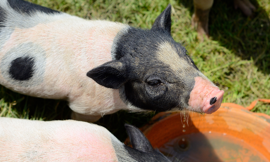 2月14日生猪价格：猪价大涨5.8%，养殖户头均出栏亏损减少了近百元